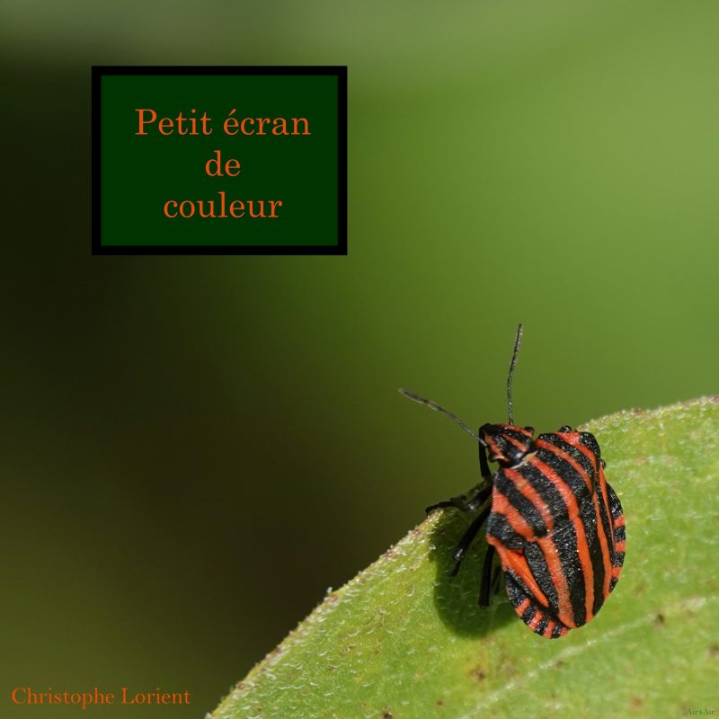 Christophe Lorient illumine nos écrans avec « Petit écran de couleur »