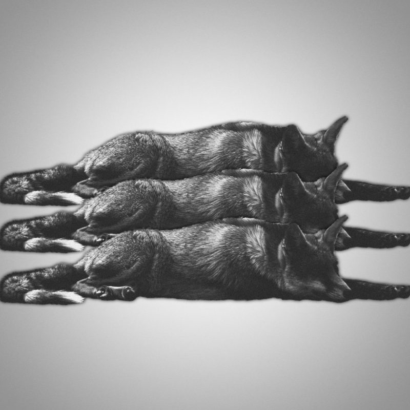Sheykh Forever réveille les consciences avec « Sleeping Dogs » : un funk rebelle et envoûtant