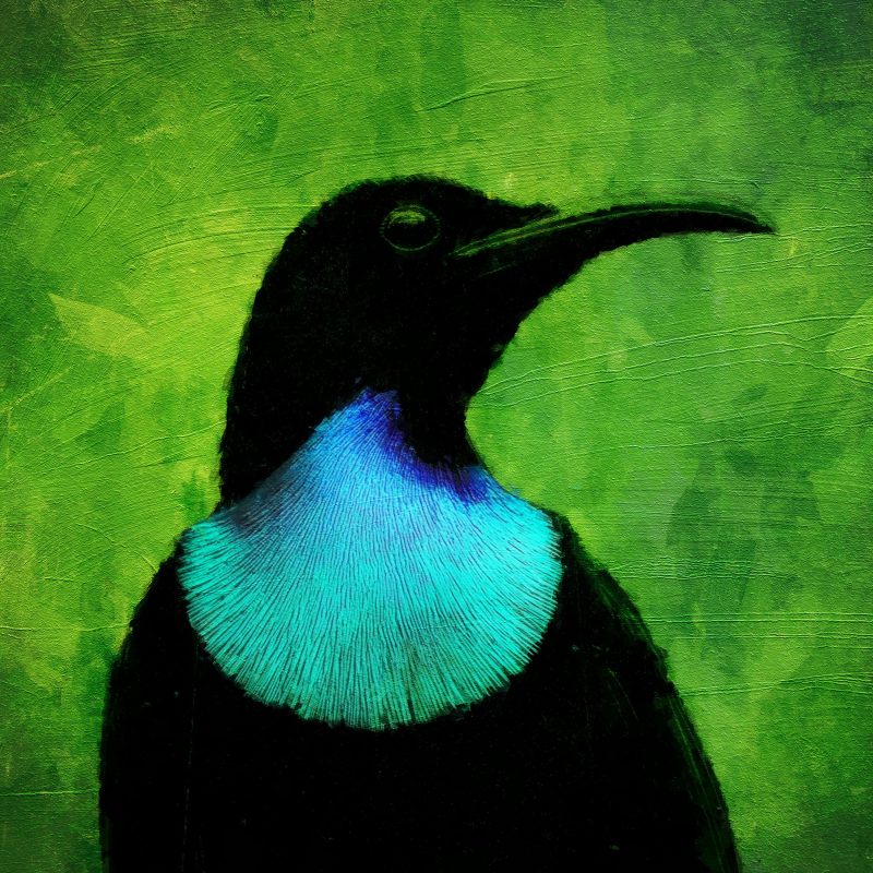 The Paradise Riflebirds dévoilent « Singing Tree Forest » : une odyssée sonore entre ombre et lumière