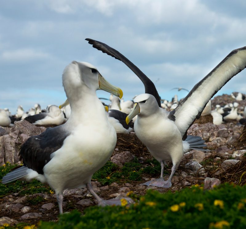 Dans les méandres de l’imaginaire — « Heavensground », le refuge mélancolique de Kadjavsi
