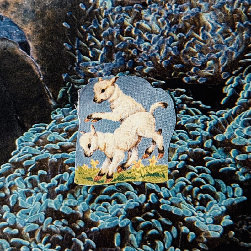 Coral Head : La beauté vaporeuse d’un adieu en plein brouillard avec « Hiding in a Fog » feat SIKADE