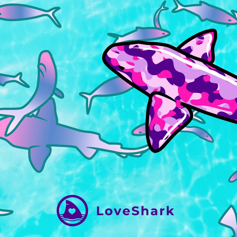 LoveShark : L’odyssée aquatique et numérique de The FloodShark